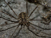 Opilio parietinus - subadult Same critter zoomed in here:<br />
https://www.jungledragon.com/image/68048/opilio_parietinus_-_rotterdam20130718_0327crop.html<br />
This image was taken in Rotterdam 2013-07-18 before the population (one of the last two known in NL) was eradicated by stupid human interference. Geotagged,Netherlands,Opilio,Opilio parietinus,Opiliones,Phalangiidae
