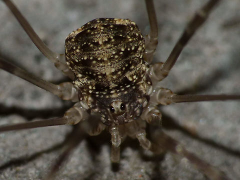 Opilio parietinus - subadult (close-up) Same critter zoomed out here:
https://www.jungledragon.com/image/68047/opilio_parietinus_-_rotterdam20130718_0327.html
This image was taken in Rotterdam 2013-07-18 before the population (one of the last two known in NL) was eradicated by stupid human interference. Geotagged,Netherlands,Opilio,Opilio parietinus,Opiliones,Phalangiidae