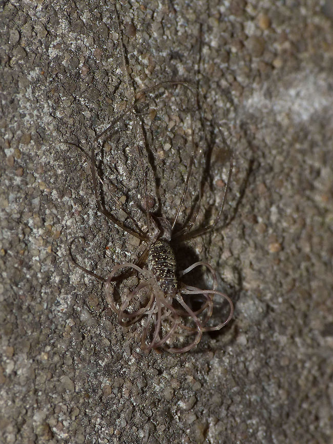 Opilio parietinus - Moulting (1/2) Subadult Opilio parietinus almost done stripping off an old skin :o)<br />
Different leg posture here:<br />
<figure class="photo"><a href="https://www.jungledragon.com/image/68050/opilio_parietinus_-_moulting_22.html" title="Opilio parietinus - Moulting (2/2)"><img src="https://s3.amazonaws.com/media.jungledragon.com/images/3043/68050_thumb.jpg?AWSAccessKeyId=05GMT0V3GWVNE7GGM1R2&Expires=1769040010&Signature=yrqgNLT8iYjGph2J%2BV7NXJFTNAY%3D" width="116" height="152" alt="Opilio parietinus - Moulting (2/2) Subadult Opilio parietinus almost done stripping off an old skin :o)<br />
Different leg posture here:<br />
https://www.jungledragon.com/image/68049/opilio_parietinus_moulting_-_rotterdam20130718_0296.html<br />
This image was taken in Rotterdam 2013-07-18 before the population (one of the last two known in NL) was eradicated by stupid human interference. Geotagged,Netherlands,Opilio,Opilio parietinus,Opiliones,Phalangiidae" /></a></figure><br />
This image was taken in Rotterdam 2013-07-18 before the population (one of the last two known in NL) was eradicated by stupid human interference. Geotagged,Netherlands,Opilio,Opilio parietinus,Opiliones,Phalangiidae