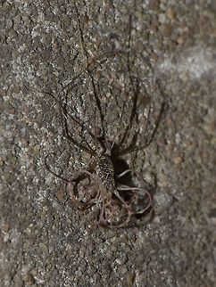 Opilio parietinus - Moulting (1/2) Subadult Opilio parietinus almost done stripping off an old skin :o)
Different leg posture here:
https://www.jungledragon.com/image/68050/opilio_parietinus_moulting_-_rotterdam20130718_0304.html
This image was taken in Rotterdam 2013-07-18 before the population (one of the last two known in NL) was eradicated by stupid human interference. Geotagged,Netherlands,Opilio,Opilio parietinus,Opiliones,Phalangiidae