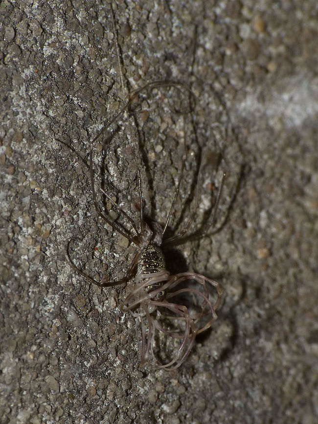 Opilio parietinus - Moulting (2/2) Subadult Opilio parietinus almost done stripping off an old skin :o)<br />
Different leg posture here:<br />
<figure class="photo"><a href="https://www.jungledragon.com/image/68049/opilio_parietinus_-_moulting_12.html" title="Opilio parietinus - Moulting (1/2)"><img src="https://s3.amazonaws.com/media.jungledragon.com/images/3043/68049_thumb.jpg?AWSAccessKeyId=05GMT0V3GWVNE7GGM1R2&Expires=1769040010&Signature=WhzJukn9m1wAL08bAaOorjO9bx8%3D" width="116" height="152" alt="Opilio parietinus - Moulting (1/2) Subadult Opilio parietinus almost done stripping off an old skin :o)<br />
Different leg posture here:<br />
https://www.jungledragon.com/image/68050/opilio_parietinus_moulting_-_rotterdam20130718_0304.html<br />
This image was taken in Rotterdam 2013-07-18 before the population (one of the last two known in NL) was eradicated by stupid human interference. Geotagged,Netherlands,Opilio,Opilio parietinus,Opiliones,Phalangiidae" /></a></figure><br />
This image was taken in Rotterdam 2013-07-18 before the population (one of the last two known in NL) was eradicated by stupid human interference. Geotagged,Netherlands,Opilio,Opilio parietinus,Opiliones,Phalangiidae