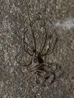 Opilio parietinus - Moulting (2/2) Subadult Opilio parietinus almost done stripping off an old skin :o)
Different leg posture here:
https://www.jungledragon.com/image/68049/opilio_parietinus_moulting_-_rotterdam20130718_0296.html
This image was taken in Rotterdam 2013-07-18 before the population (one of the last two known in NL) was eradicated by stupid human interference. Geotagged,Netherlands,Opilio,Opilio parietinus,Opiliones,Phalangiidae
