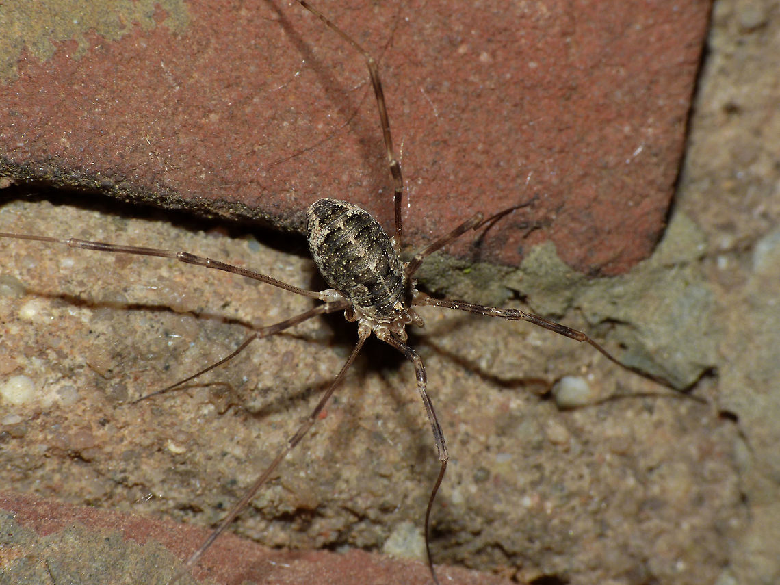 Opilio parietinus - Female Image taken in the last known surviving population of this species in the Netherlands Netherlands,Opilio,Opilio parietinus,Opiliones,Phalangiidae