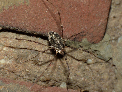 Opilio parietinus - Female Image taken in the last known surviving population of this species in the Netherlands Netherlands,Opilio,Opilio parietinus,Opiliones,Phalangiidae