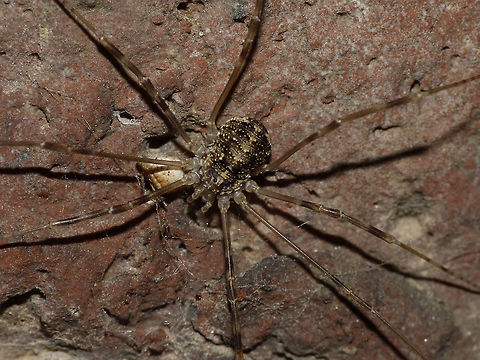 Opilio parietinus - Female Image taken in the last known surviving population of this species in the Netherlands Netherlands,Opilio,Opilio parietinus,Opiliones,Phalangiidae