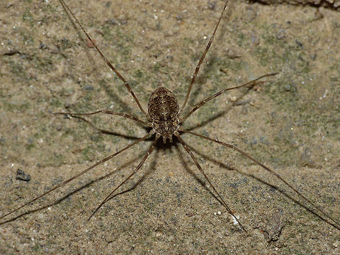 Opilio parietinus - Female Image taken in the last known surviving population of this species in the Netherlands Netherlands,Opilio,Opilio parietinus,Opiliones,Phalangiidae