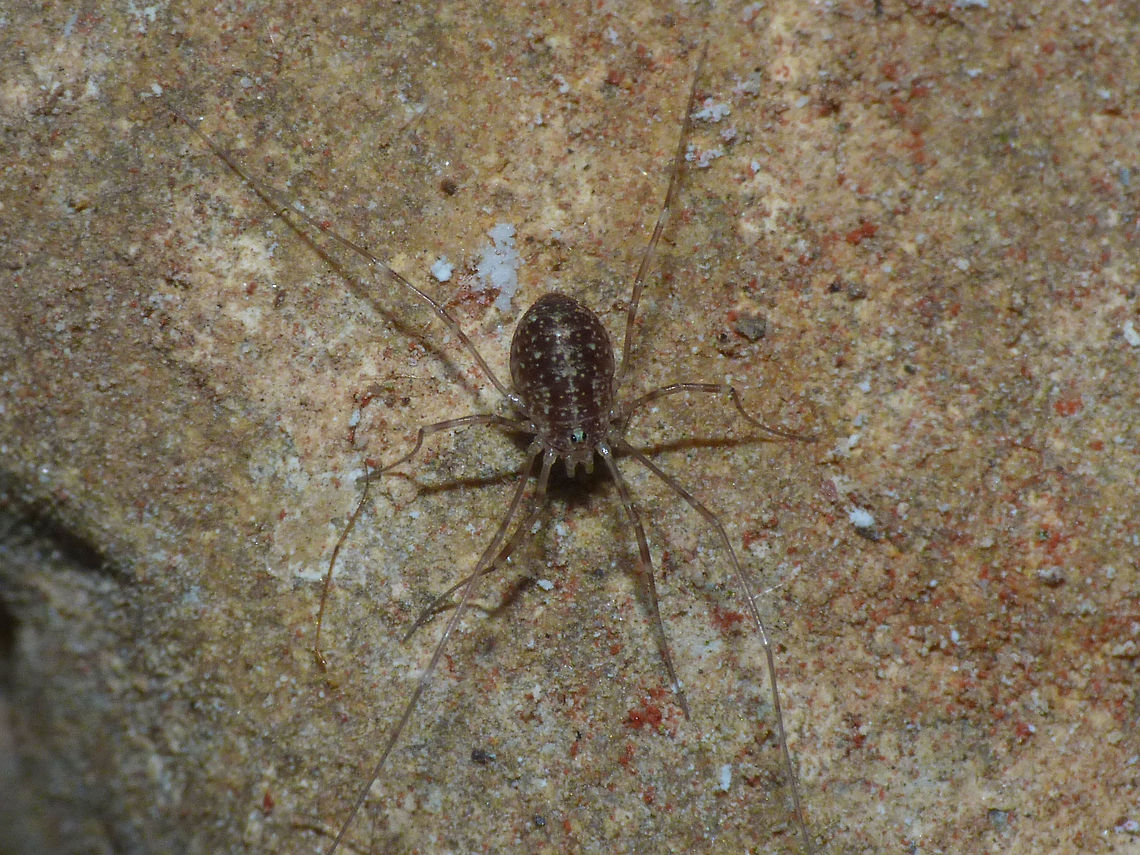 Opilio parietinus - Juvenile Image taken in the last known surviving population of this species in the Netherlands Netherlands,Opilio,Opilio parietinus,Opiliones,Phalangiidae