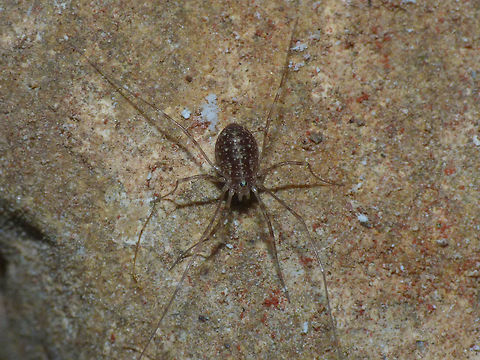 Opilio parietinus - Juvenile Image taken in the last known surviving population of this species in the Netherlands Netherlands,Opilio,Opilio parietinus,Opiliones,Phalangiidae