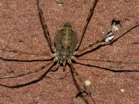 Opilio parietinus - Female Image taken in the last known surviving population of this species in the Netherlands Netherlands,Opilio,Opilio parietinus,Opiliones,Phalangiidae