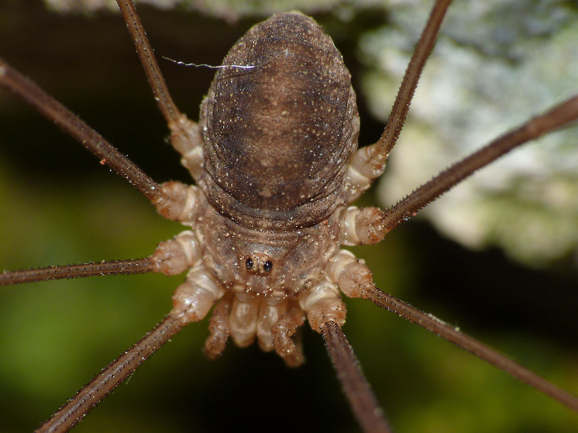 Opilio parietinus - Male (close-up) Image taken in the last known surviving population of this species in the Netherlands<br />
Same critter zoomed out:<br />
<figure class="photo"><a href="https://www.jungledragon.com/image/68058/opilio_parietinus_-_male.html" title="Opilio parietinus - Male"><img src="https://s3.amazonaws.com/media.jungledragon.com/images/3043/68058_thumb.jpg?AWSAccessKeyId=05GMT0V3GWVNE7GGM1R2&Expires=1769040010&Signature=PmPD6Bg%2FCfynvux%2FZeLh4QpHmPo%3D" width="200" height="150" alt="Opilio parietinus - Male Image taken in the last known surviving population of this species in the Netherlands<br />
Same critter zoomed in:<br />
https://www.jungledragon.com/image/68056/opilio_parietinus_m_-_limburg20130803_0660.html Netherlands,Opilio,Opilio parietinus,Opiliones,Phalangiidae" /></a></figure> Netherlands,Opilio,Opilio parietinus,Opiliones,Phalangiidae