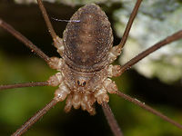 Opilio parietinus - Male (close-up) Image taken in the last known surviving population of this species in the Netherlands<br />
Same critter zoomed out:<br />
https://www.jungledragon.com/image/68058/opilio_parietinus_m_-_limburg20130803_0661.html Netherlands,Opilio,Opilio parietinus,Opiliones,Phalangiidae