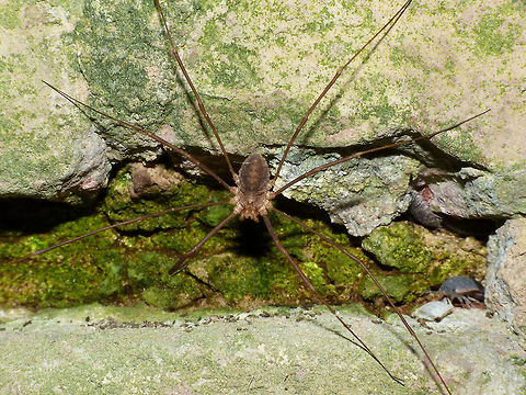 Opilio parietinus - Male Image taken in the last known surviving population of this species in the Netherlands
Same critter zoomed in:
https://www.jungledragon.com/image/68056/opilio_parietinus_m_-_limburg20130803_0660.html Netherlands,Opilio,Opilio parietinus,Opiliones,Phalangiidae