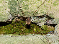 Opilio parietinus - Male Image taken in the last known surviving population of this species in the Netherlands<br />
Same critter zoomed in:<br />
https://www.jungledragon.com/image/68056/opilio_parietinus_m_-_limburg20130803_0660.html Netherlands,Opilio,Opilio parietinus,Opiliones,Phalangiidae