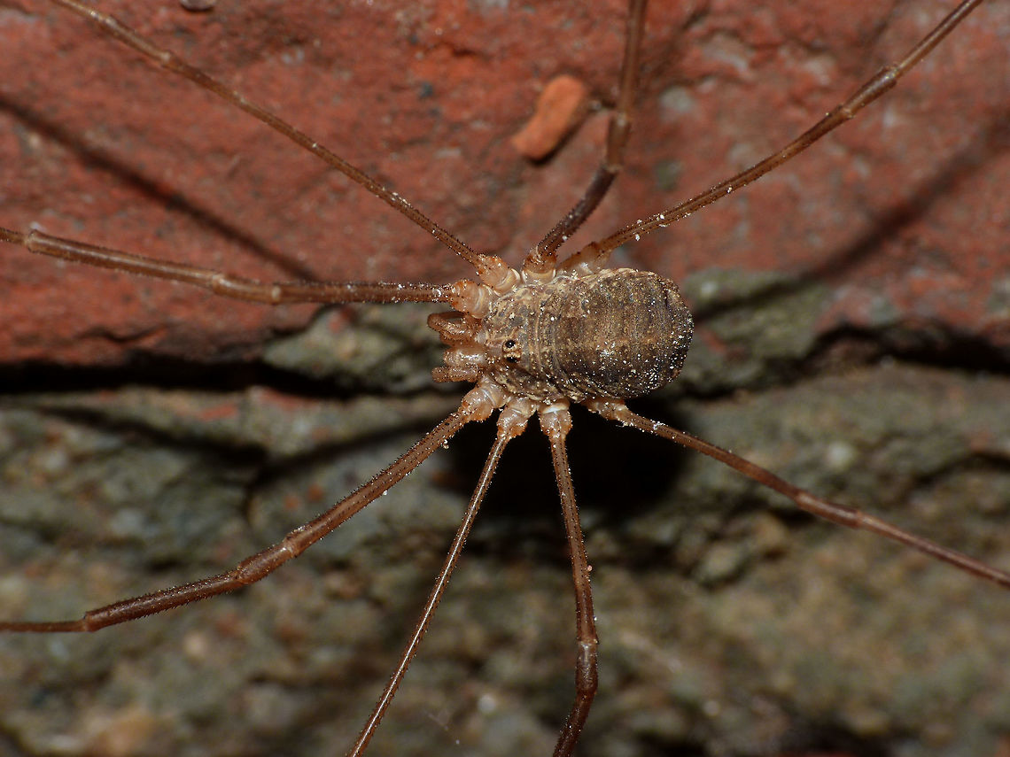 Opilio parietinus - Male Image taken in the last known surviving population of this species in the Netherlands Netherlands,Opilio,Opilio parietinus,Opiliones,Phalangiidae