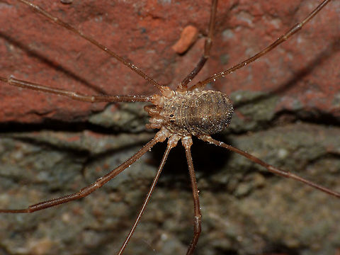 Opilio parietinus - Male Image taken in the last known surviving population of this species in the Netherlands Netherlands,Opilio,Opilio parietinus,Opiliones,Phalangiidae