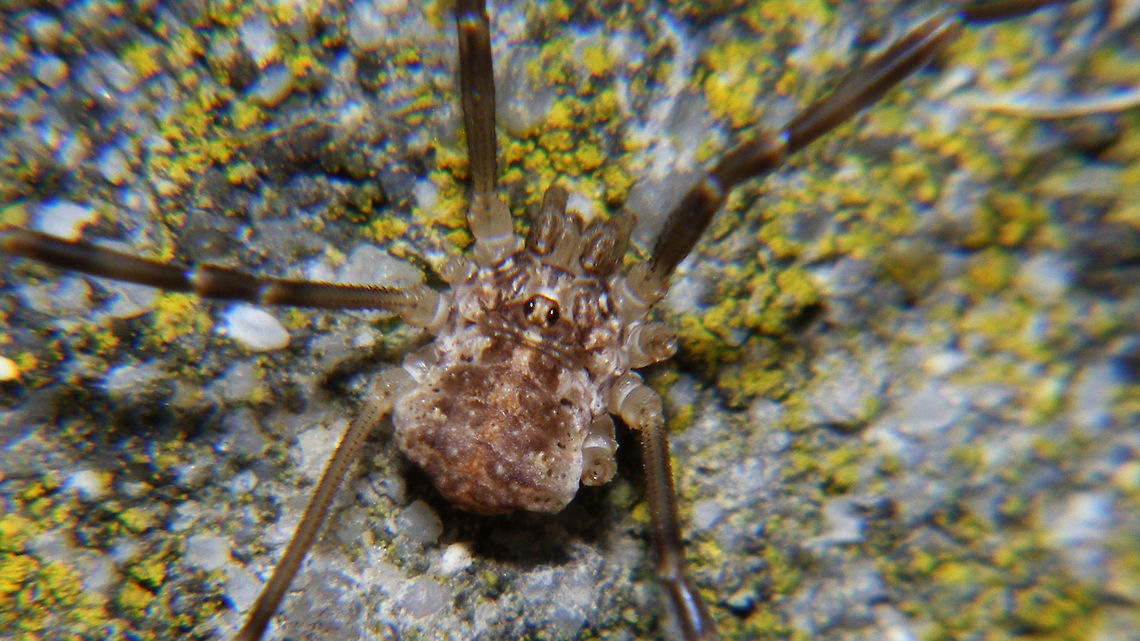 Opilio saxatilis - juvenile just adding some images of another species of Opilio Opilio,Opilio saxatilis,Opiliones,Phalangiidae
