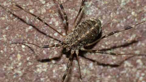 Opilio saxatilis - Female just adding some images of another species of Opilio Opilio,Opilio saxatilis,Opiliones,Phalangiidae