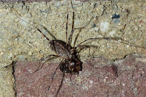 Opilio saxatilis - Lunch just adding some images of another species of Opilio Opilio,Opilio saxatilis,Opiliones,Phalangiidae