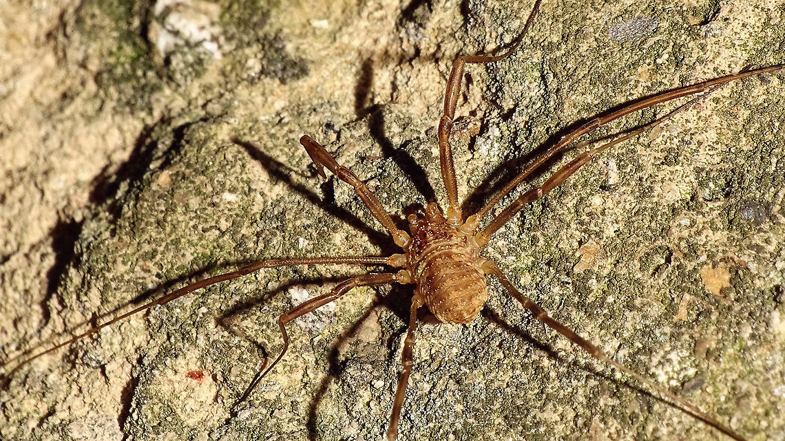 Opilio saxatilis - Male just adding some images of another species of Opilio Opilio,Opilio saxatilis,Opiliones,Phalangiidae