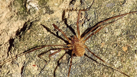 Opilio saxatilis - Male just adding some images of another species of Opilio Opilio,Opilio saxatilis,Opiliones,Phalangiidae