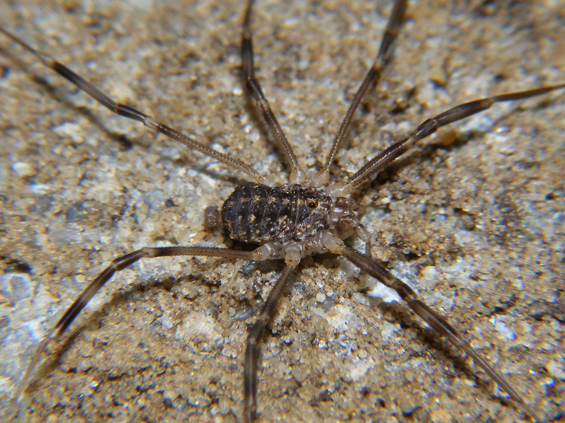 Opilio saxatilis - subadult just adding some images of another species of Opilio Opilio,Opilio saxatilis,Opiliones,Phalangiidae
