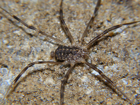 Opilio saxatilis - subadult just adding some images of another species of Opilio Opilio,Opilio saxatilis,Opiliones,Phalangiidae