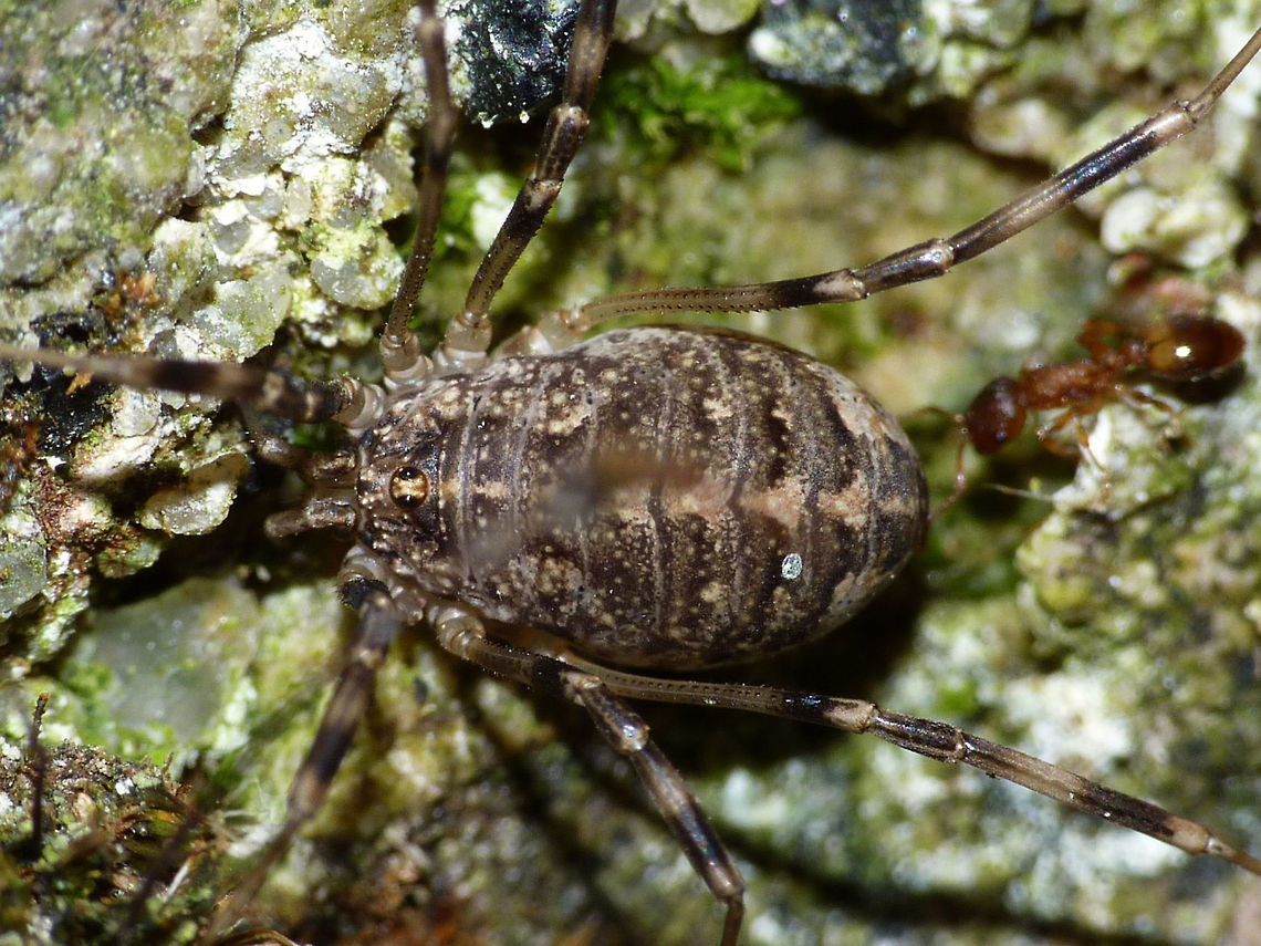 Opilio saxatilis - Female (close-up) just adding some images of another species of Opilio Opilio,Opilio saxatilis,Opiliones,Phalangiidae