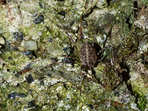 Opilio saxatilis - Female just adding some images of another species of Opilio Opilio,Opilio saxatilis,Opiliones,Phalangiidae