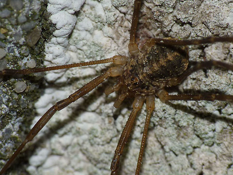 Opilio saxatilis - Male just adding some images of another species of Opilio Opilio,Opilio saxatilis,Opiliones,Phalangiidae
