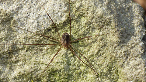 Opilio saxatilis just adding some images of another species of Opilio Opilio,Opilio saxatilis,Opiliones,Phalangiidae