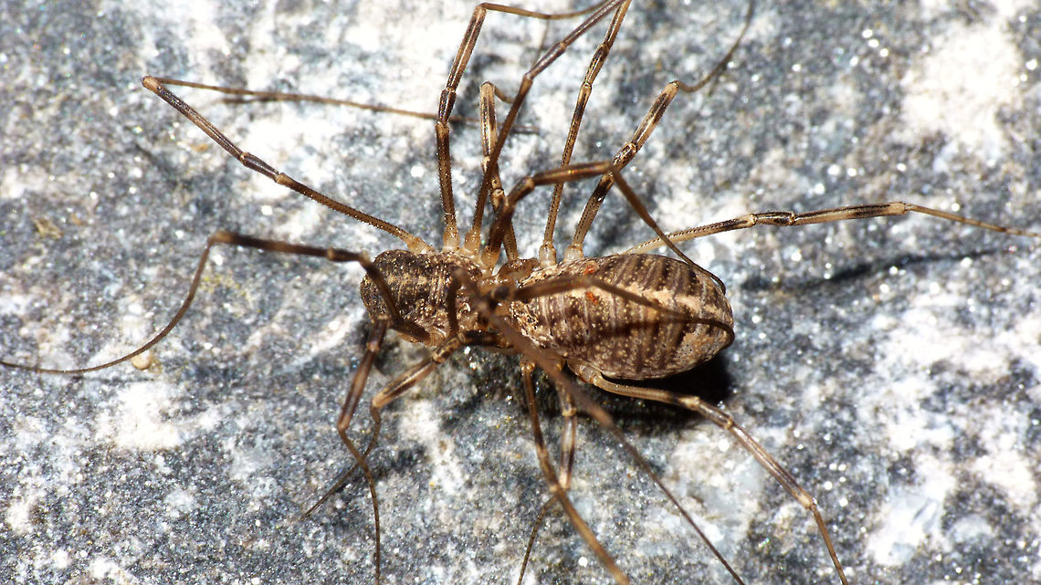Opilio saxatilis - Copula just adding some images of another species of Opilio Copulation,Opilio,Opilio saxatilis,Opiliones,Phalangiidae