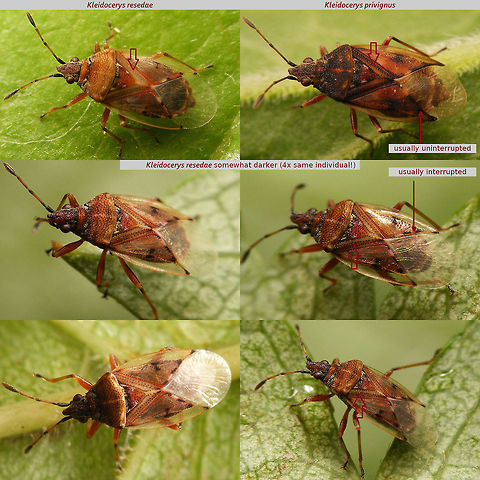 Kleidocerys resedae vs privignus This comparison was created a while back for a Dutch forum and I just reworked it into a German version, so figured I might as well do an English one too :o)
The status(!) and identification of these two "species" is highly problematic. Also, it should be noted that these are the two "larger" Kleidocerys spp and that there is a comparable pale/dark duo of "smaller" Kleidocerys spp (K. ericae and trucatulus).
IF/WHEN (?!?) the two are seen as separate species, then K. resedae is considered to be the paler species, found mostly on Birch (but also on Alder!) and K. privignus is the darker species that develops on Alder. The discussion is highly complex and confusing, mostly because one of the leading publications on the subject (Carayon, 1989) is unclear/confusing in itself, as discussed here (in German):
https://insektenfotos.de/forum/index.php?page=Thread&postID=330401#post330401
The larger arrows point to the space between the second and third row of punctures on the clavus, that is supposed to be clearly contrasting dark in privignus, but on darker specimen of resedae the interpretation of this is highly influenced by viewing angle and lighting. To me the continuous streak of black on the hind margin of the corium is more helpful, but probably not 100% diagnostic either.  Heteroptera ID help,Kleidocerys,Kleidocerys privignus,Kleidocerys resedae,Lygaeidae,nl: Berkensmalsnuit,nl: Elzensmalsnuit