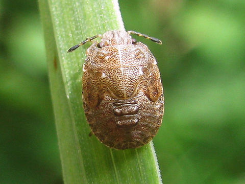 Podops inuncta - L5 dorsal Old images (2009) of last stadium nymph of Podops inuncta.
Somewhat more lateral shot here:
https://www.jungledragon.com/image/68128/podops_inuncta_-_l5_dorso-lateral.html Geotagged,Netherlands,Nymph,Pentatomidae,Podopinae,Podopini,Podops,Podops inuncta,Turtle Shieldbug,nl: Haakjesschildwants