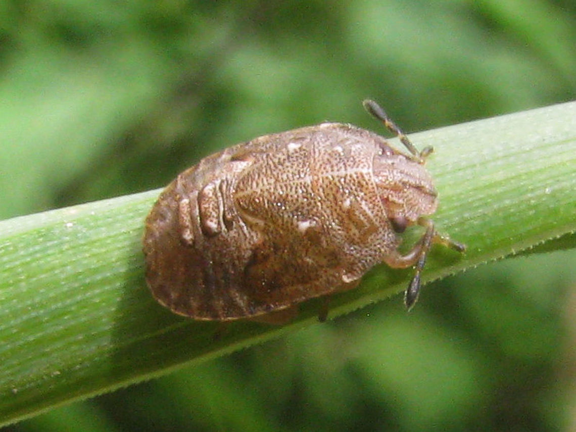 Podops inuncta - L5 dorso-lateral Old images (2009) of last stadium nymph of Podops inuncta.<br />
Dorsal shot here:<br />
<figure class="photo"><a href="https://www.jungledragon.com/image/68127/podops_inuncta_-_l5_dorsal.html" title="Podops inuncta - L5 dorsal"><img src="https://s3.amazonaws.com/media.jungledragon.com/images/3043/68127_thumb.jpg?AWSAccessKeyId=05GMT0V3GWVNE7GGM1R2&Expires=1767225610&Signature=I8cT%2BEeeuU12dl6k9w7u6QIUVZQ%3D" width="200" height="150" alt="Podops inuncta - L5 dorsal Old images (2009) of last stadium nymph of Podops inuncta.<br />
Somewhat more lateral shot here:<br />
https://www.jungledragon.com/image/68128/podops_inuncta_-_l5_dorso-lateral.html Geotagged,Netherlands,Nymph,Pentatomidae,Podopinae,Podopini,Podops,Podops inuncta,Turtle Shieldbug,nl: Haakjesschildwants" /></a></figure> Geotagged,Netherlands,Pentatomidae,Podopinae,Podopini,Podops,Podops inuncta,Turtle Shieldbug,nl: Haakjesschildwants