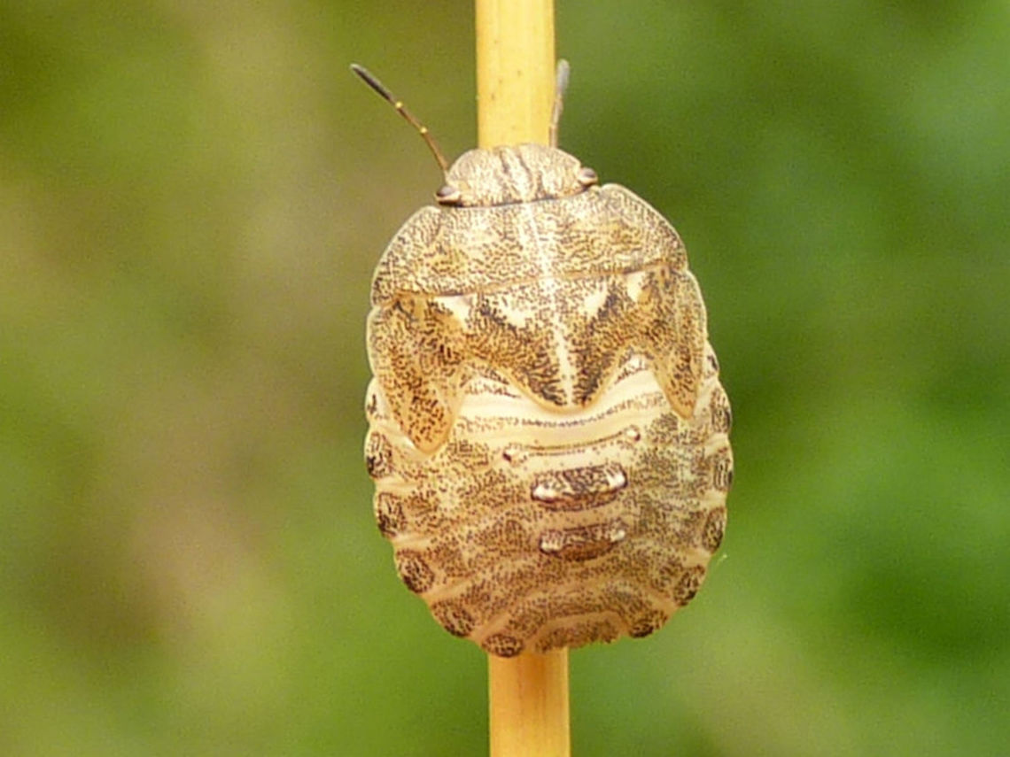 Eurygaster maura - L5 This nymph was NOT raised to imago for ID, just photographed it on the side of the road. ID is based on the assumption that the nymphs of E. maura are generally thought to be much paler and those of E. testudinaria darker. <br />
Same critter, different angle:<br />
<figure class="photo"><a href="https://www.jungledragon.com/image/68134/eurygaster_maura_-_l5.html" title="Eurygaster maura - L5"><img src="https://s3.amazonaws.com/media.jungledragon.com/images/3043/68134_thumb.jpg?AWSAccessKeyId=05GMT0V3GWVNE7GGM1R2&Expires=1767225610&Signature=zMWh%2FRJvKs96IGCy46MTjkGW5%2B0%3D" width="200" height="150" alt="Eurygaster maura - L5 This nymph was NOT raised to imago for ID, just photographed it on the side of the road. ID is based on the assumption that the nymphs of E. maura are generally thought to be much paler and those of E. testudinaria darker.<br />
Same critter, different angle:<br />
https://www.jungledragon.com/image/68133/p1110504_wrn.html Eurygaster,Eurygaster maura,France,Geotagged,Heteroptera,Scutelleridae,nl: Schaarse pantserwants,nymph" /></a></figure> Eurygaster,Eurygaster maura,France,Geotagged,Heteroptera,Scutelleridae,nl: Schaarse pantserwants,nymph