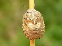 Eurygaster maura - L5 This nymph was NOT raised to imago for ID, just photographed it on the side of the road. ID is based on the assumption that the nymphs of E. maura are generally thought to be much paler and those of E. testudinaria darker. <br />
Same critter, different angle:<br />
https://www.jungledragon.com/image/68134/p1110507_ce8.html Eurygaster,Eurygaster maura,France,Geotagged,Heteroptera,Scutelleridae,nl: Schaarse pantserwants,nymph
