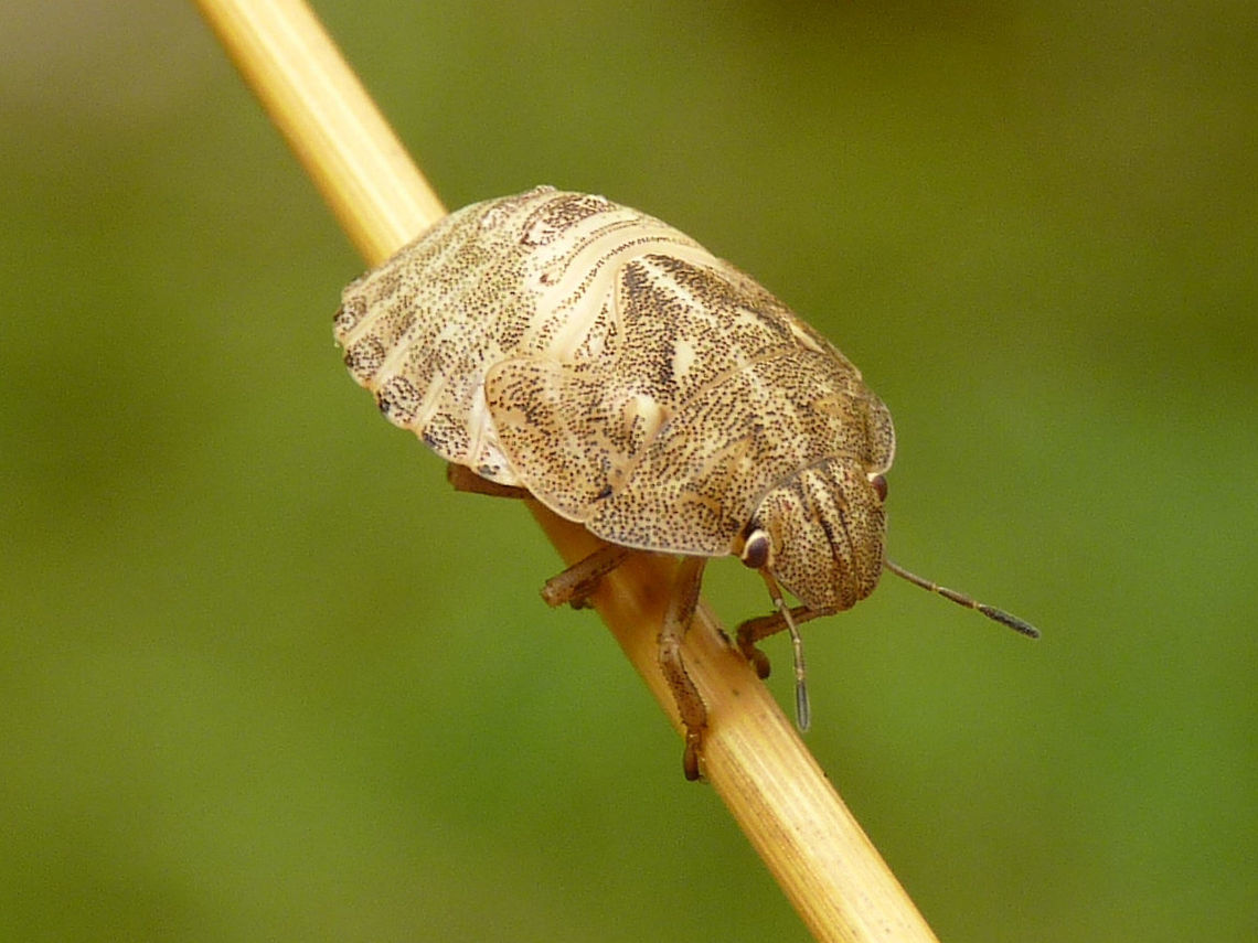 Eurygaster maura - L5 This nymph was NOT raised to imago for ID, just photographed it on the side of the road. ID is based on the assumption that the nymphs of E. maura are generally thought to be much paler and those of E. testudinaria darker.<br />
Same critter, different angle:<br />
<figure class="photo"><a href="https://www.jungledragon.com/image/68133/eurygaster_maura_-_l5.html" title="Eurygaster maura - L5"><img src="https://s3.amazonaws.com/media.jungledragon.com/images/3043/68133_thumb.jpg?AWSAccessKeyId=05GMT0V3GWVNE7GGM1R2&Expires=1767225610&Signature=qIL2Q0uQWXXuX%2BxFwGfp%2Fvk2jaI%3D" width="200" height="150" alt="Eurygaster maura - L5 This nymph was NOT raised to imago for ID, just photographed it on the side of the road. ID is based on the assumption that the nymphs of E. maura are generally thought to be much paler and those of E. testudinaria darker. <br />
Same critter, different angle:<br />
https://www.jungledragon.com/image/68134/p1110507_ce8.html Eurygaster,Eurygaster maura,France,Geotagged,Heteroptera,Scutelleridae,nl: Schaarse pantserwants,nymph" /></a></figure> Eurygaster,Eurygaster maura,France,Geotagged,Heteroptera,Scutelleridae,nl: Schaarse pantserwants,nymph
