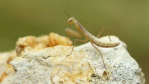 Mantis religiosa - Nymph  European Mantis,France,Geotagged,Mantis,Mantis religiosa,Mantodea,Nymph