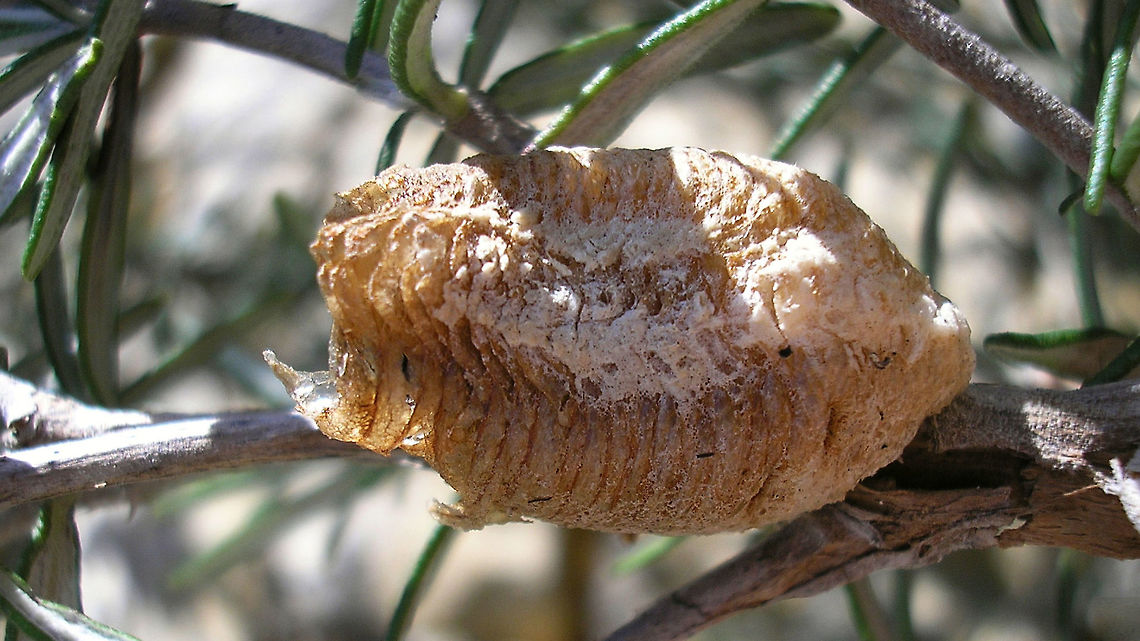Mantis religiosa - Ootheca  European Mantis,France,Geotagged,Mantis,Mantis religiosa,Mantodea,ootheca