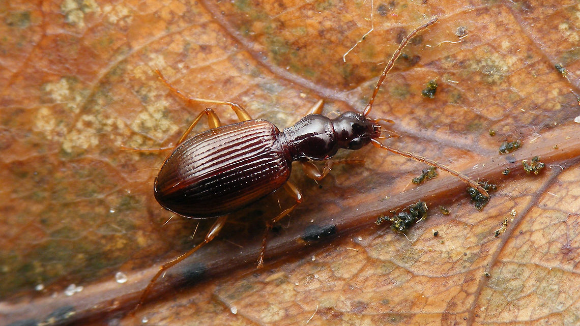 Oxypselaphus obscurus Just stumbled on this image of a species still missing on JD ... Carabidae,Oxypselaphus,Oxypselaphus obscurus