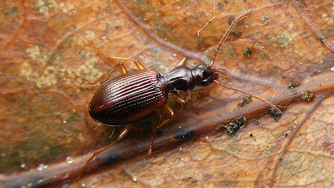 Oxypselaphus obscurus Just stumbled on this image of a species still missing on JD ... Carabidae,Oxypselaphus,Oxypselaphus obscurus