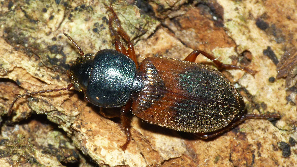 Gynandromorphus etruscus Another uninvited pool guest :o) Anisodactylini,Carabidae,France,Geotagged,Gynandromorphus,Gynandromorphus etruscus,Harpalinae