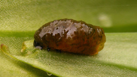Lilioceris lilii - Young larva Younger larva, still working on its package of poo-camouflage Camouflage,Chrysomelidae,Criocerinae,Larva,Lilioceris,Lilioceris lilii,Lily leaf beetle,Scarlet lily beetle,nl: Leliehaantje