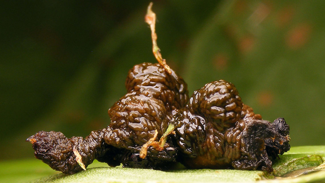 Lilioceris lilii - Semi detached larvae shelter The head of one of the larvae can just about be recognized under the greenish leaf snippet in the centre, to the right there must be a second larva with the two fecal covers stuck together near the centre line of the image  Camouflage,Chrysomelidae,Criocerinae,Larva,Lilioceris,Lilioceris lilii,Lily leaf beetle,Scarlet lily beetle,nl: Leliehaantje