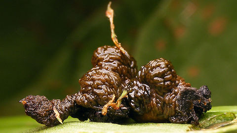 Lilioceris lilii - Semi detached larvae shelter The head of one of the larvae can just about be recognized under the greenish leaf snippet in the centre, to the right there must be a second larva with the two fecal covers stuck together near the centre line of the image  Camouflage,Chrysomelidae,Criocerinae,Larva,Lilioceris,Lilioceris lilii,Lily leaf beetle,Scarlet lily beetle,nl: Leliehaantje