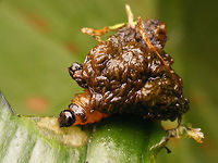 Lilioceris lilii - Larva showing Larva showing more of itself from under the poo-camouflage Camouflage,Chrysomelidae,Criocerinae,Larva,Lilioceris,Lilioceris lilii,Lily leaf beetle,Scarlet lily beetle,nl: Leliehaantje