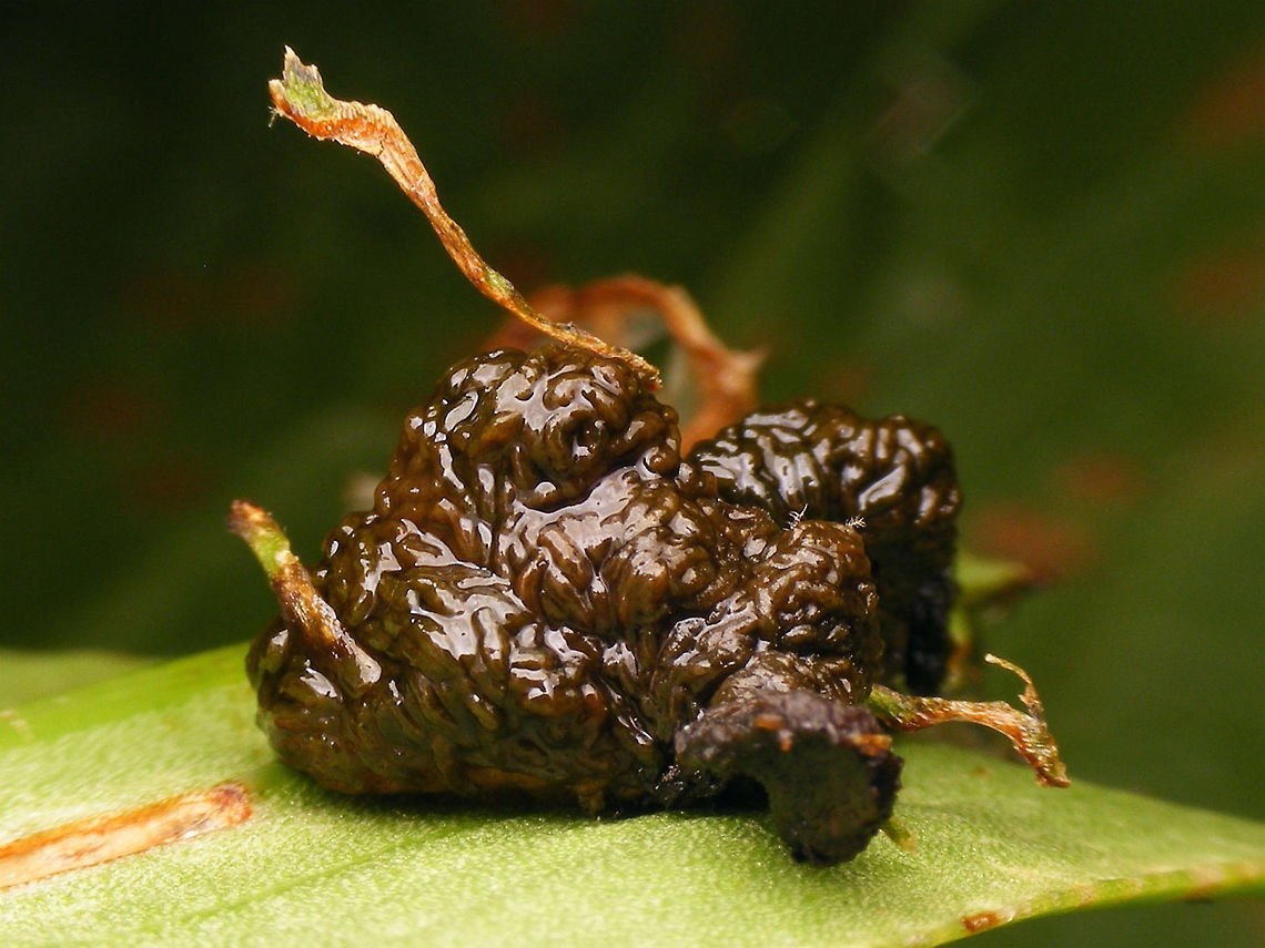 Lilioceris lilii - Larva under poo-camouflage Typical "heap of poo" walking on the leafs :o) Camouflage,Chrysomelidae,Criocerinae,Larva,Lilioceris,Lilioceris lilii,Lily leaf beetle,Scarlet lily beetle,nl: Leliehaantje