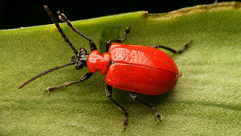 Lilioceris lilii  Chrysomelidae,Criocerinae,Lilioceris,Lilioceris lilii,Lily leaf beetle,Scarlet lily beetle,nl: Leliehaantje