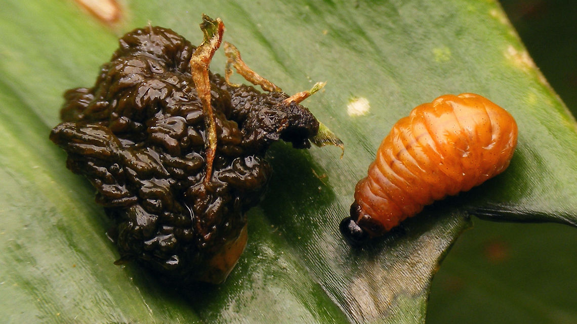 Lilioceris lilii - Larvae covered and cleaned I cleaned off one larva and put in on a leaf next to a camouflaged sibbling Camouflage,Chrysomelidae,Criocerinae,Larva,Lilioceris,Lilioceris lilii,Lily leaf beetle,Scarlet lily beetle,nl: Leliehaantje