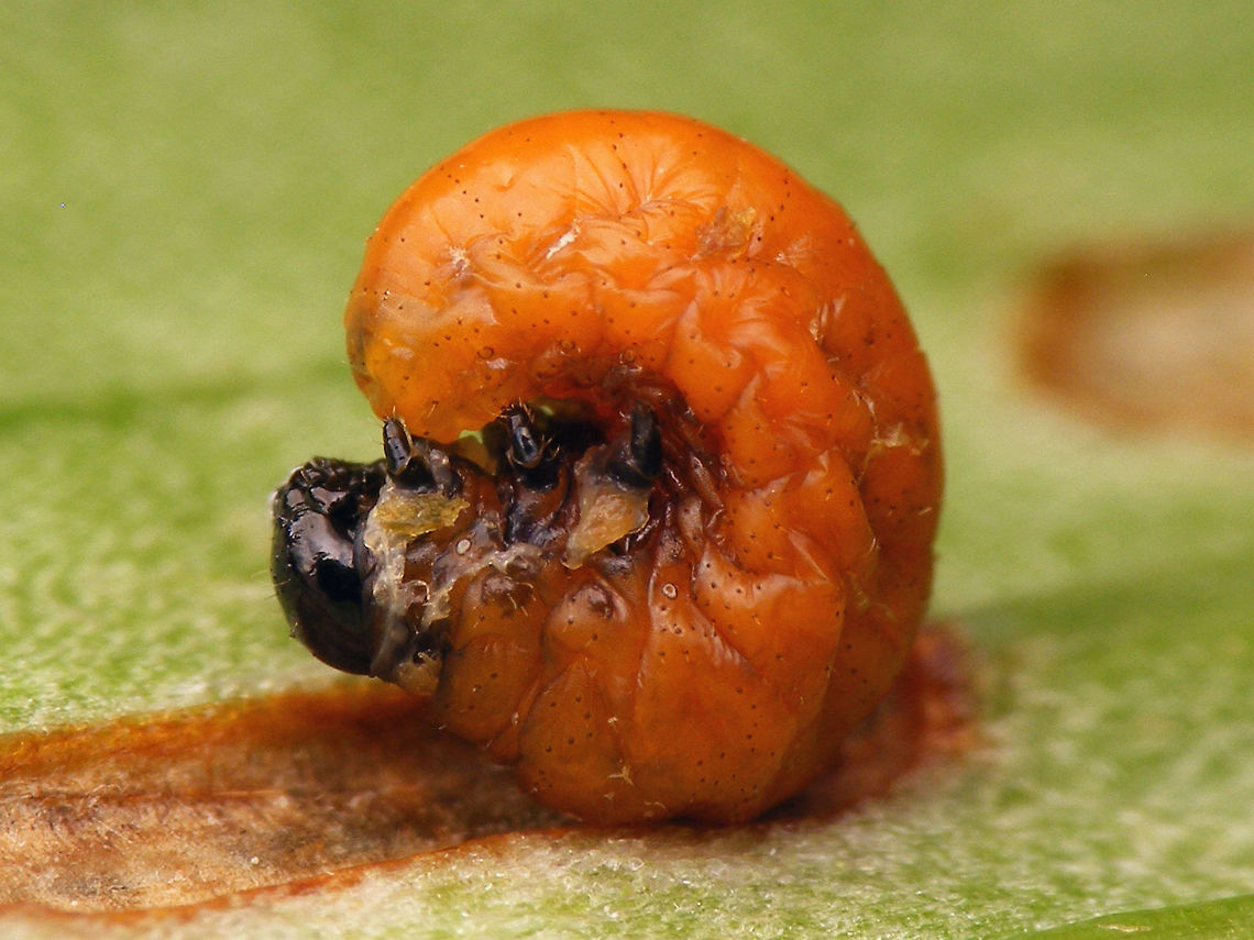 Lilioceris lilii - Mature larva Shortly before dropping itself and digging into the earth to pupate Chrysomelidae,Criocerinae,Larva,Lilioceris,Lilioceris lilii,Lily leaf beetle,Scarlet lily beetle,nl: Leliehaantje